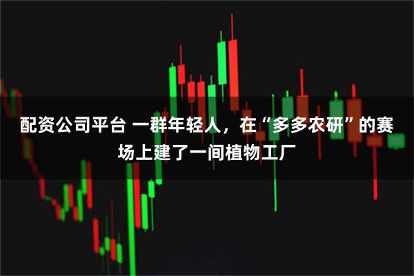 配资公司平台 一群年轻人，在“多多农研”的赛场上建了一间植物工厂